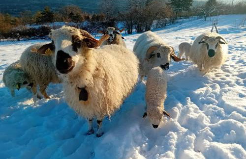 Chalet du Mont Granier - Foto 11