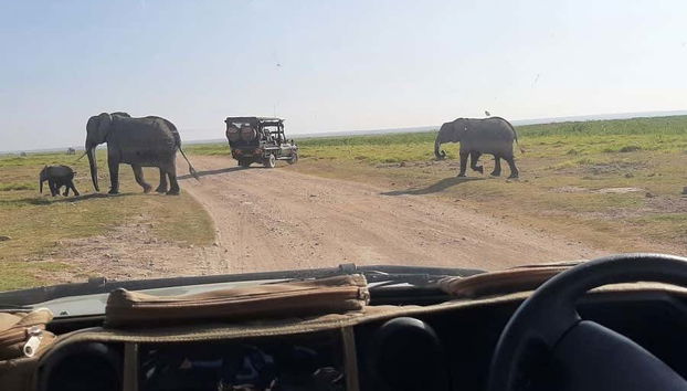 Safari privado de 6 días por Masái Mara, Amboseli y el lago Naivasha - Foto 4, Viendo los elefantes desde el vehículo