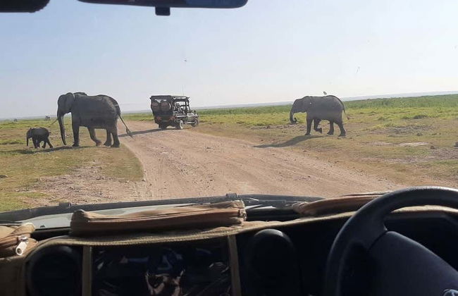 Safari privado de 6 días por Masái Mara, Amboseli y el lago Naivasha - Foto 4