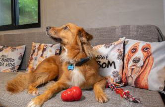 Bom pra Cachorro - Foto 1