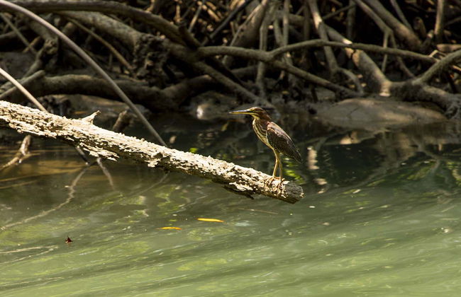 Tour de caiaque por Isla Damas - Foto 6