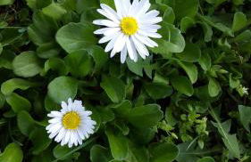 Residence La Quiete - Foto 39