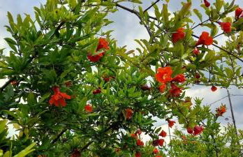 Ktima Rodies in Neochori Zacharo - Foto 38