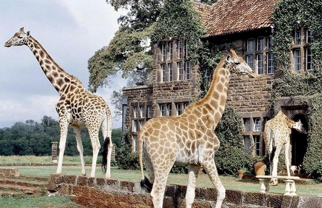 The Studio Nairobi 5 Luxury - Foto 22