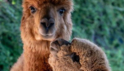 Agriturismo Il Vecchio Mandorlo - Foto 3