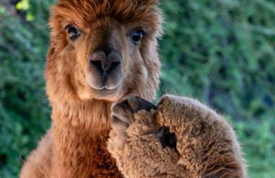 Agriturismo Il Vecchio Mandorlo - Foto 3