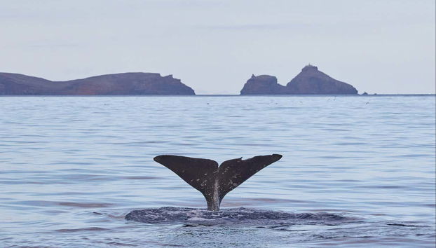 Whale & Dolphin Watching in Caniçal - Photo 5