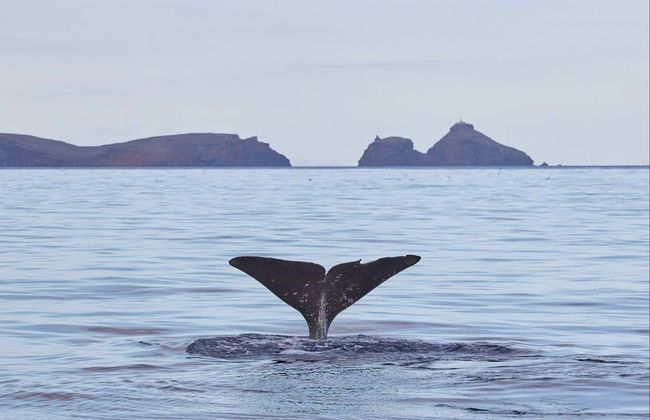 Whale & Dolphin Watching in Caniçal - Photo 5