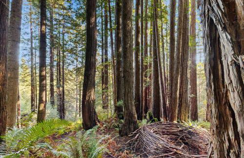 Deep Woods Hideaway - Foto 22