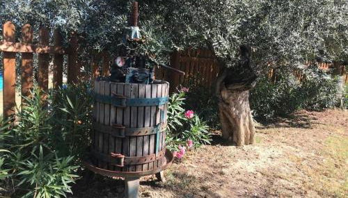 Appartamento Olivo - Foto 4, Garden