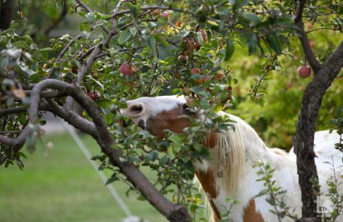 Locanda dei Cinque Cerri - Photo 75