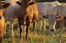 Ferienwohnung op de Warft - Foto 36