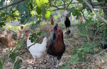 Le Domaine de Jaïba - Foto 50