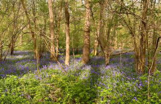 Bluebell Annexe - Foto 22