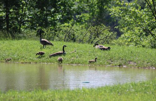 Scenic Mountain Lodge - Foto 47