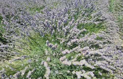 Mas des Mûriers - Foto 20