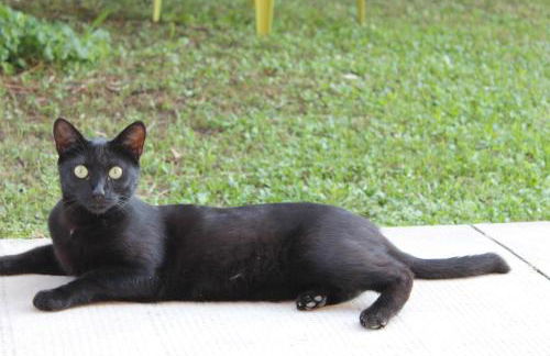 Cascina G appartamento tra i noccioli - Foto 11