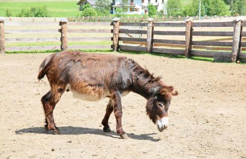 Pichlerhof - Foto 27
