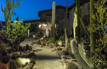 Garden Cactus - Foto 6