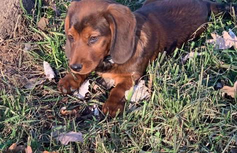 Agriturismo I Leprotti - Photo 60