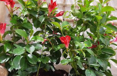 Mariza Apartments -studios - Foto 49