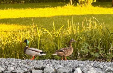 Ferienhaus Warf Zentral in Ostfriesland - Foto 42