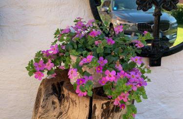 Ferienhaus Norddeichkieker -Nähe Büsum - Foto 30