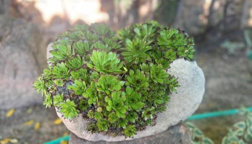 Casa Rural Entre Dos Aguas - Photo 4, Garden