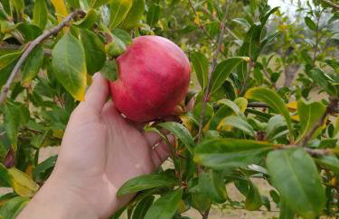 Ktima Anastasia - Foto 73