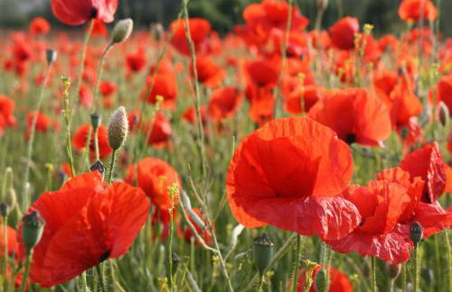 Cosy Apartment in Pepelow near Baltic Sea - Foto 10