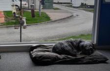 Arual Caravan Manor House Park. Allonby, Cumbria - Foto 17