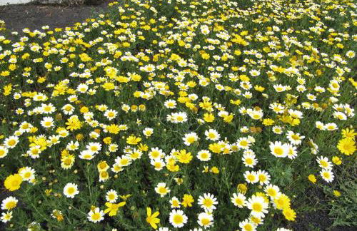 Casa Montaña de Tahiche - Foto 43