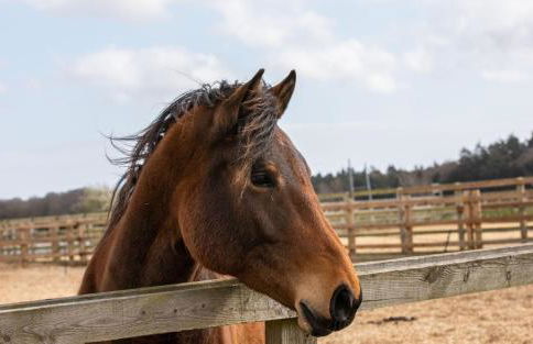 Tranquil Pines - Foto 15