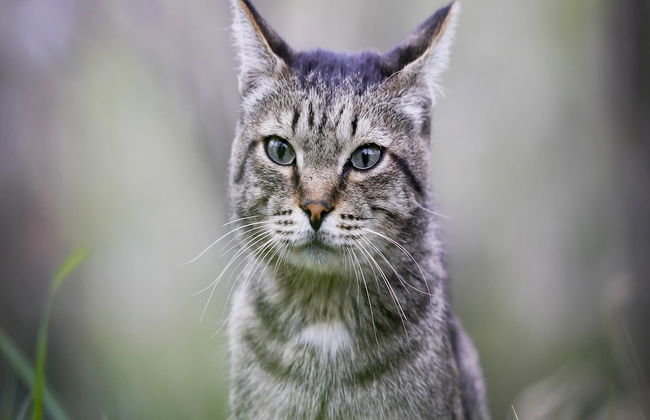Holiday Home in Saint-laurent-de-la-salle With Pool - Foto 99