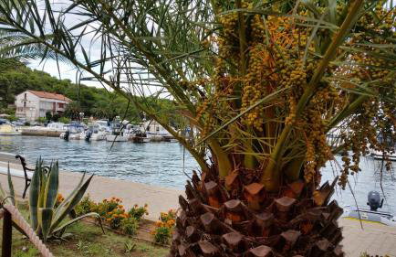 Apartment Sajković - Foto 35