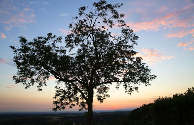 Ash Cottage - Foto 10