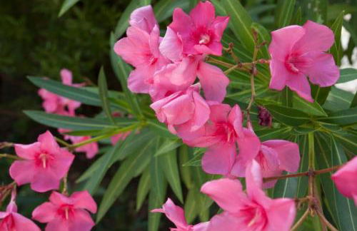 Villa Karisma - Foto 36