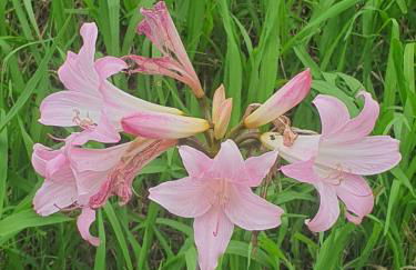 Casa do Monte - Photo 52