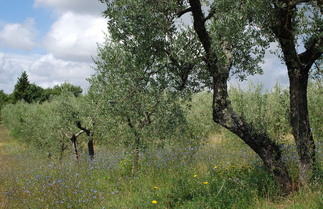 Agriturismo Walden - Photo 30