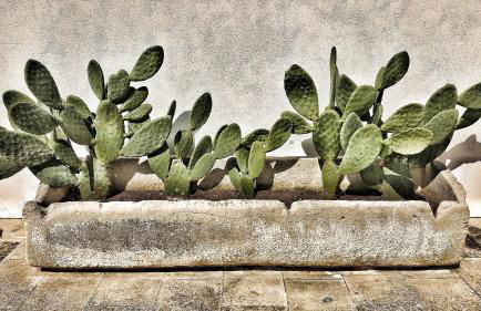 Masseria Carignani - Foto 73