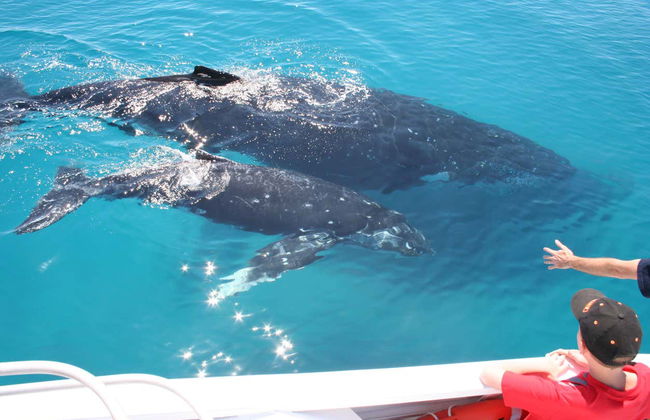Whale Watching in Moreton Bay - Photo 7