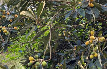 Sítio Espatódea - Foto 66