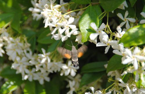 Il gelsomino del Perugino - Photo 59