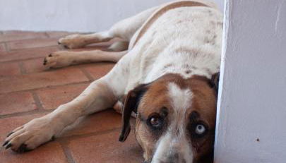 Sharish - Monte Das Estevas - Foto 3