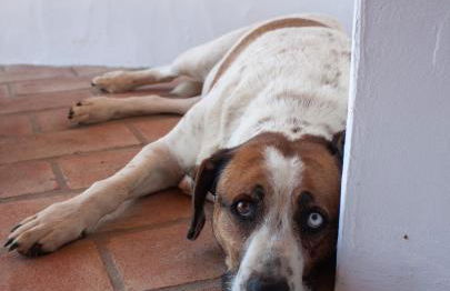 Sharish - Monte Das Estevas - Foto 3