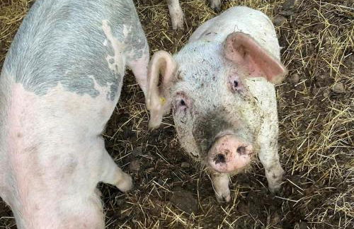 The Panthouse Lodge - Foto 11