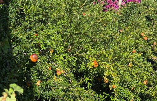 appartamento in villa a Pietragrande Villa Mi Vida - Photo 43