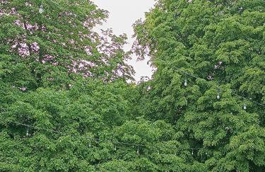 Domek pod lipami - Foto 25