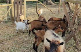 Casa da Joana, Quinta Carmo - Alcobaça/Nazaré - Foto 38