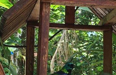 Chácara na Mata Atlântica - Photo 16